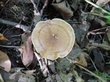 Tricholoma fulvum image