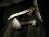Agaricus pocillator image