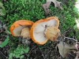 Tricholoma aurantium image