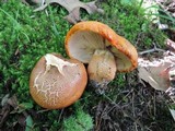 Tricholoma aurantium image