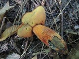 Boletus luridus image