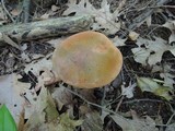 Boletus luridus image