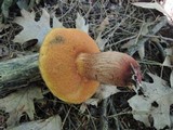 Boletus luridus image