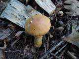 Cortinarius triumphans image