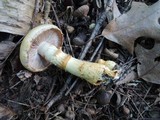 Cortinarius triumphans image