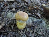 Cortinarius triumphans image