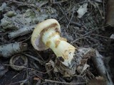Cortinarius triumphans image