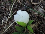Volvariella pusilla image