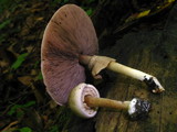 Agaricus pocillator image