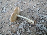 Volvariella pusilla image