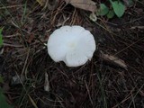 Volvariella pusilla image