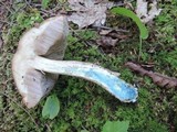 Leccinum cyaneobasileucum image