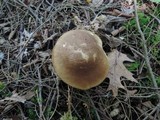 Leccinum cyaneobasileucum image