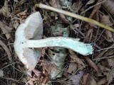 Leccinum cyaneobasileucum image