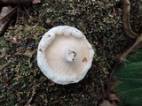 Lactarius pubescens var. betulae image