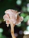 Hydnodon thelephorus image