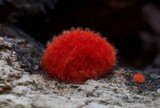 Crepidotus cinnabarinus image