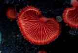 Crepidotus cinnabarinus image