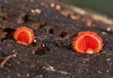 Crepidotus cinnabarinus image