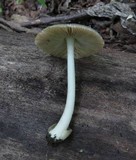 Volvariella nigrodisca image