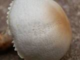 Agaricus nanaugustus image