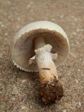 Agaricus nanaugustus image