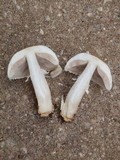 Agaricus nanaugustus image