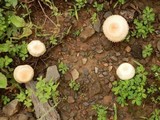 Agaricus nanaugustus image