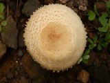 Agaricus nanaugustus image