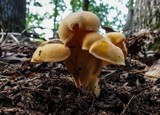 Cantharellus lateritius image