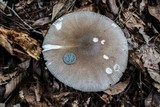 Amanita spreta image