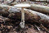 Amanita spreta image