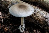Amanita spreta image