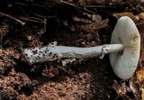 Amanita spreta image