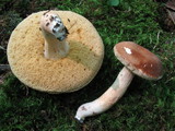 Xanthoconium affine image