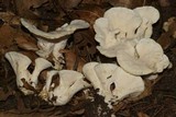 Loweomyces fractipes image