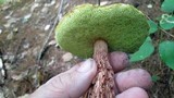 Boletellus russellii image