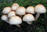 Pholiota squarrosoides image