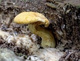 Gymnopilus luteus image