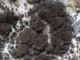 Leptogium teretiusculum image