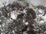 Leptogium teretiusculum image