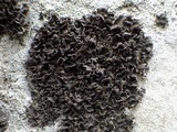 Leptogium lichenoides image
