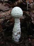 Amanita magniradix image