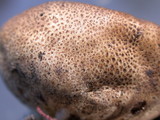 Scleroderma areolatum image