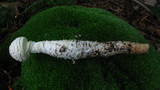 Amanita magniradix image