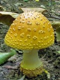 Amanita flavorubens image