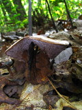 Hydnellum spongiosipes image