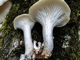 Pleurotus pulmonarius image