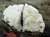 Tyromyces chioneus image