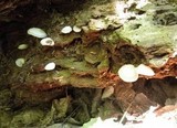 Crepidotus applanatus image